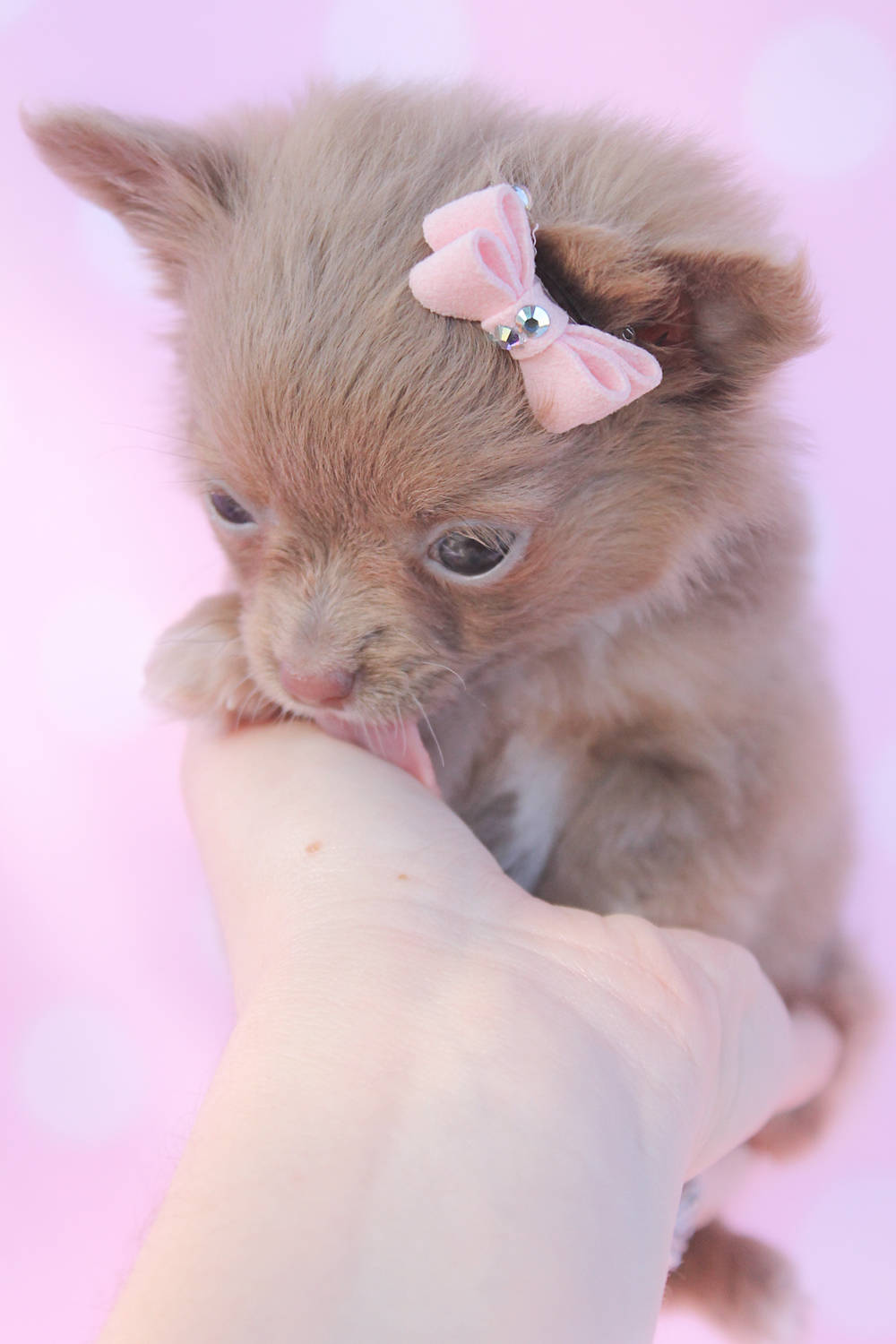 Teacup Chihuahua On Hand Wallpaper