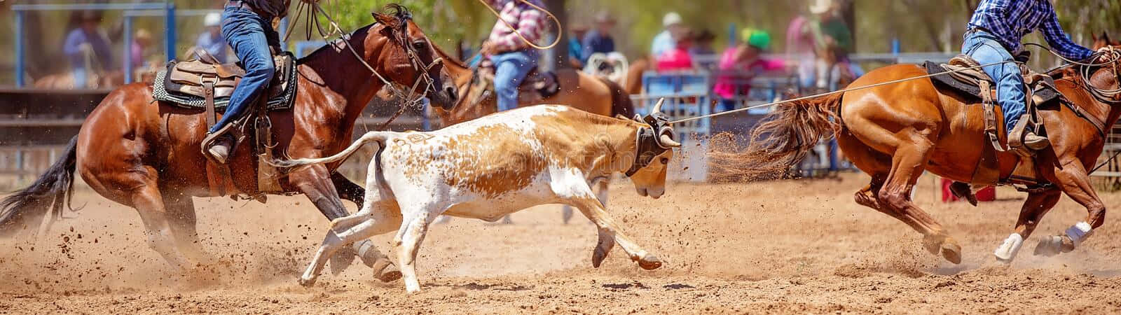 Team Roping A Cow Wallpaper