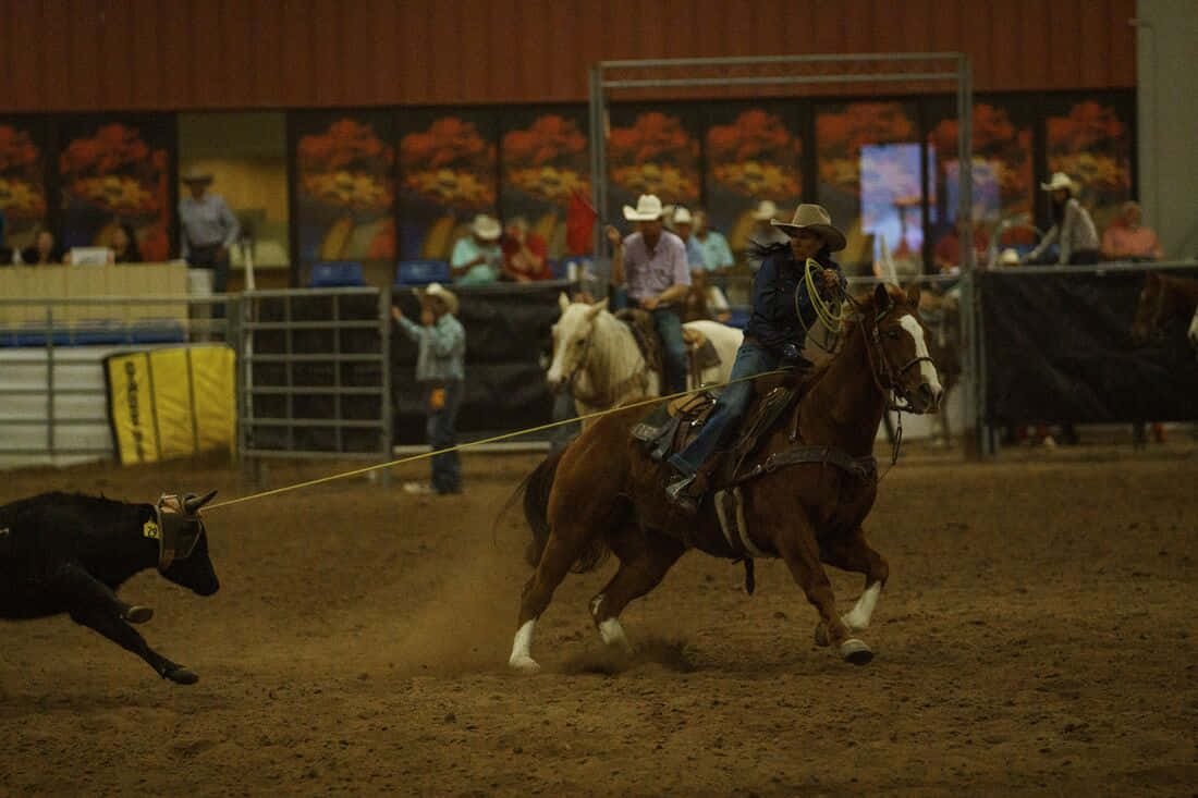 Team Roping With Female Rider Wallpaper