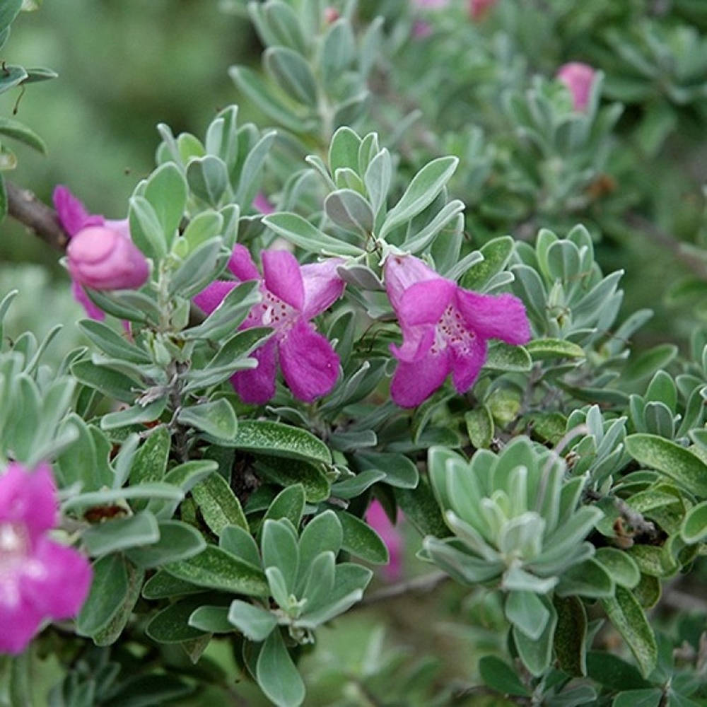 Texas Sage Plant Wallpaper