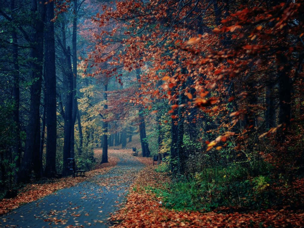 The Beauty Of Autumn Streaks Across The Sky Wallpaper