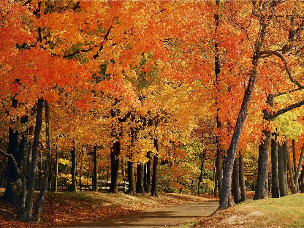 : The Colours Of Autumn Wallpaper