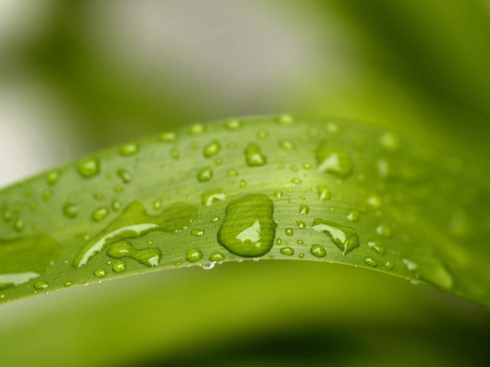 The Morning Dew Glistening On A Grass Leaf Wallpaper