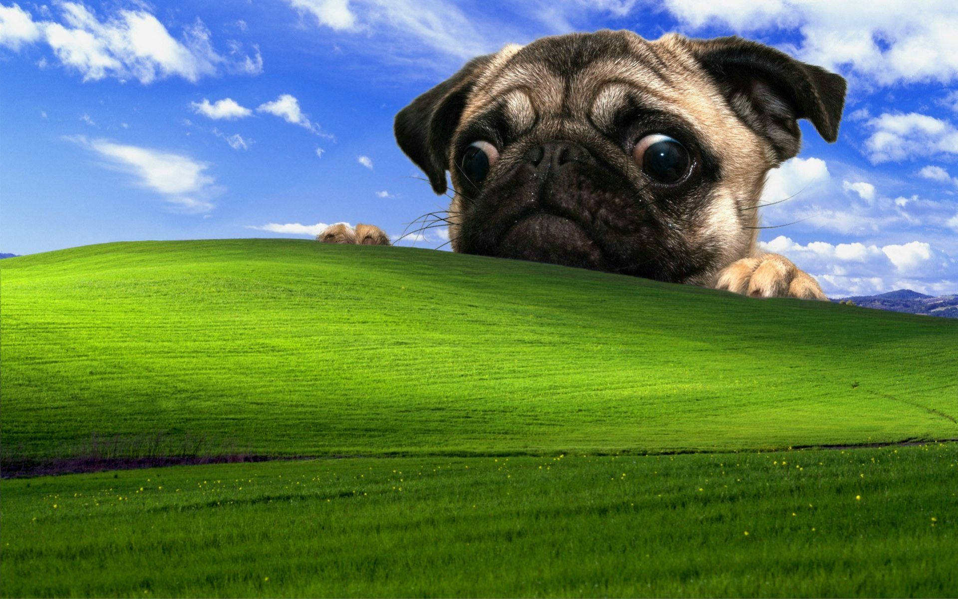 The Windows Xp Bliss Wallpaper Wallpaper