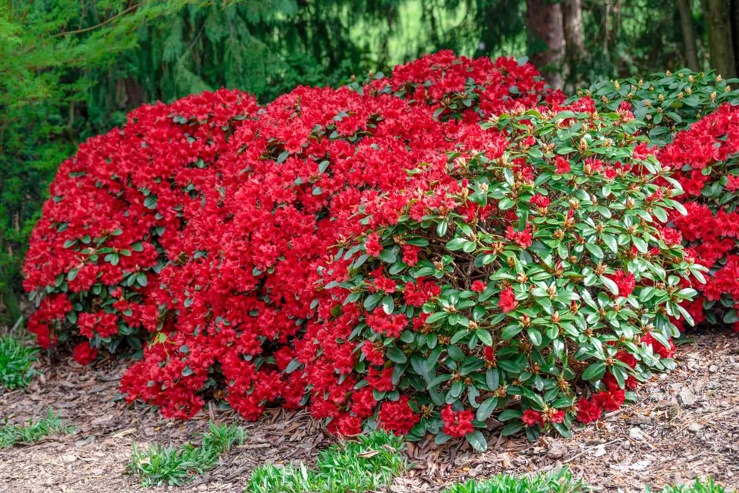 Thick Azalea Bushes In The Wild Wallpaper