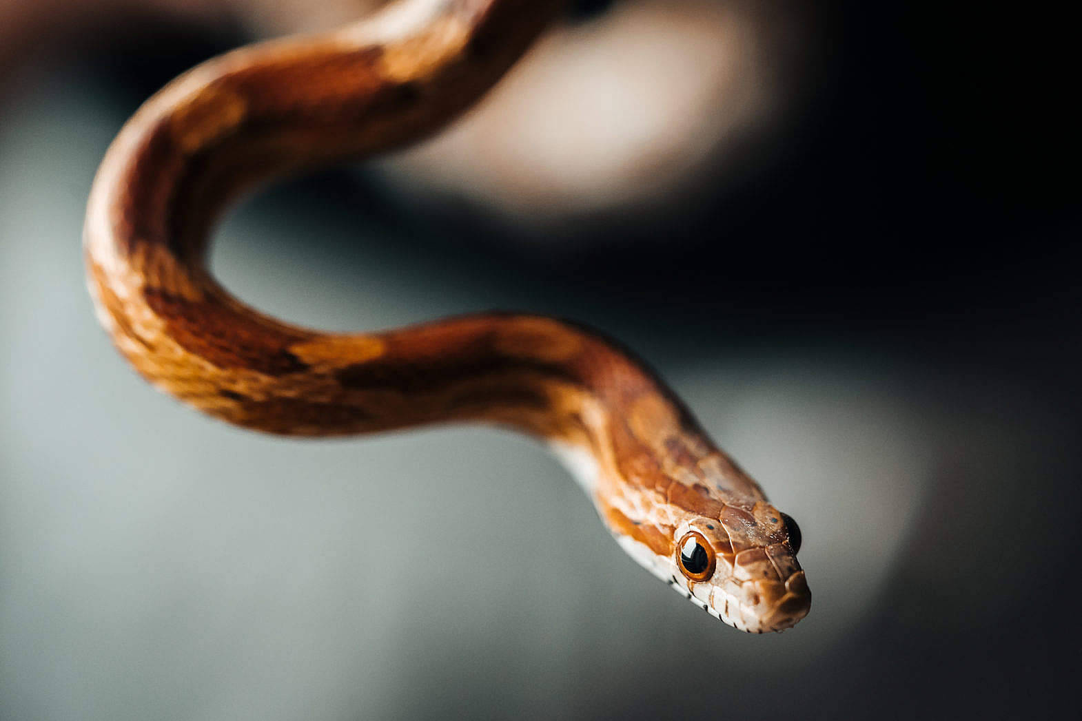 Thin Corn Snake Wallpaper