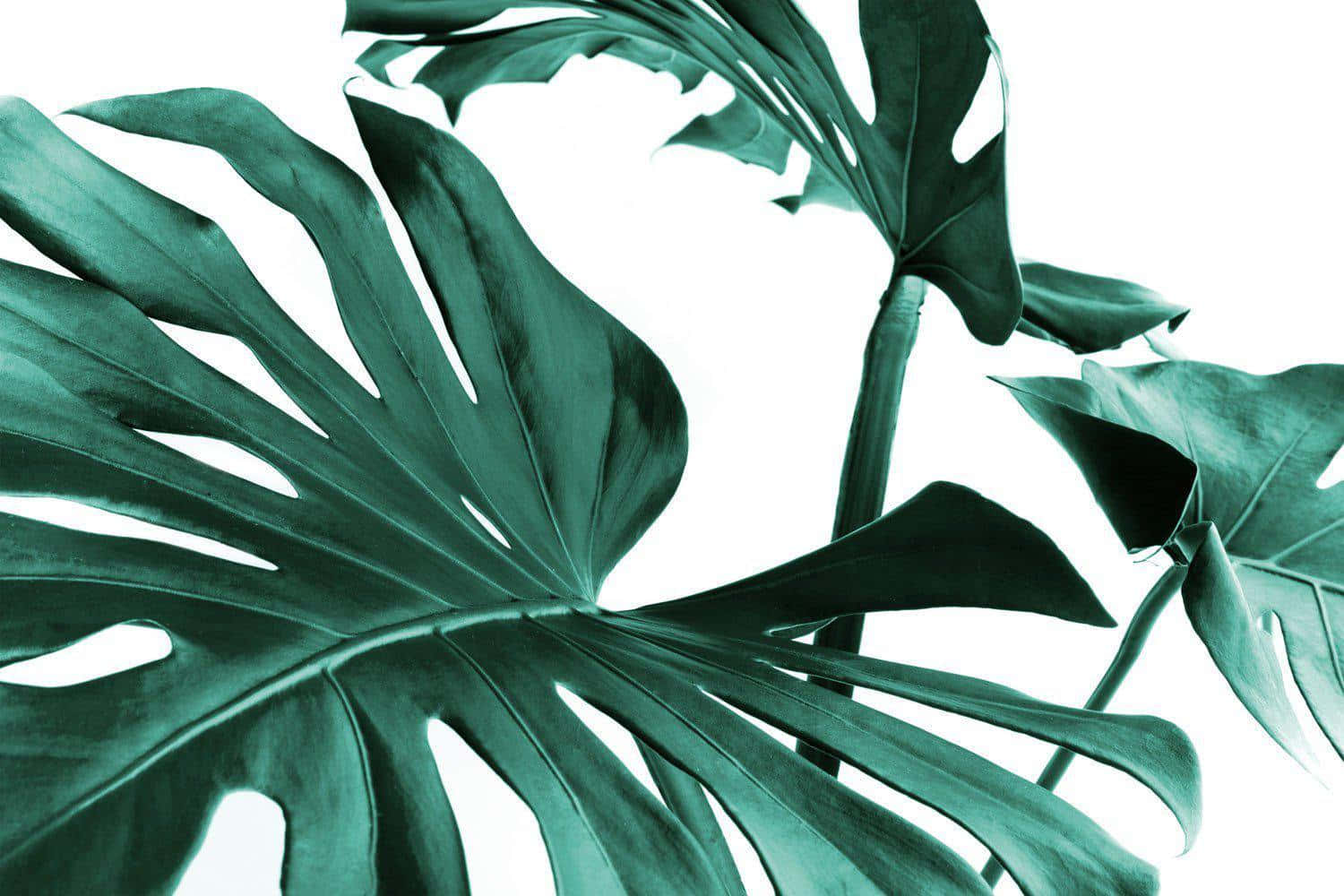 Three Green Monstera Leaves Close Up Shot Wallpaper