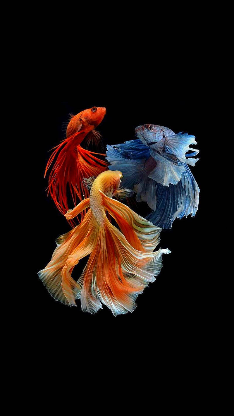 Three Siamese Fighting Fish Iphone Wallpaper