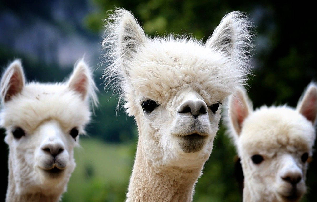 Three White Alpacas Wallpaper