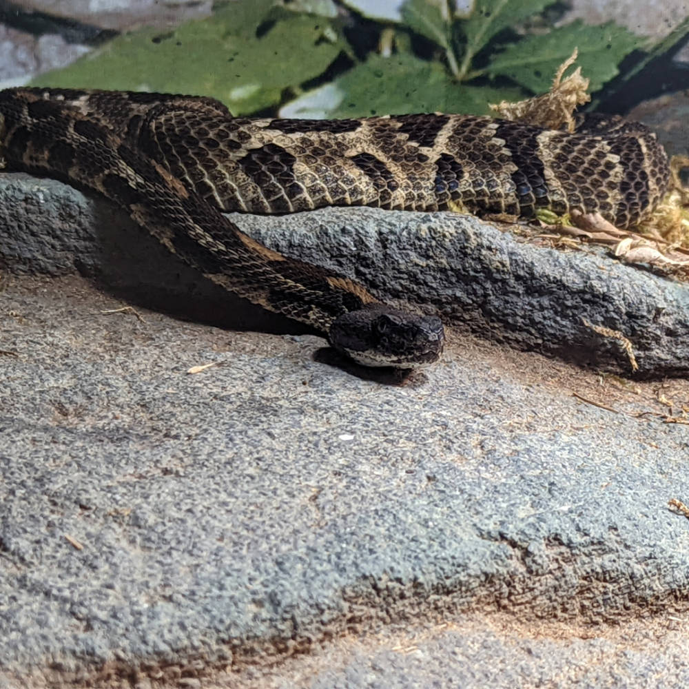 Timber Rattler Snake On Rock Wallpaper