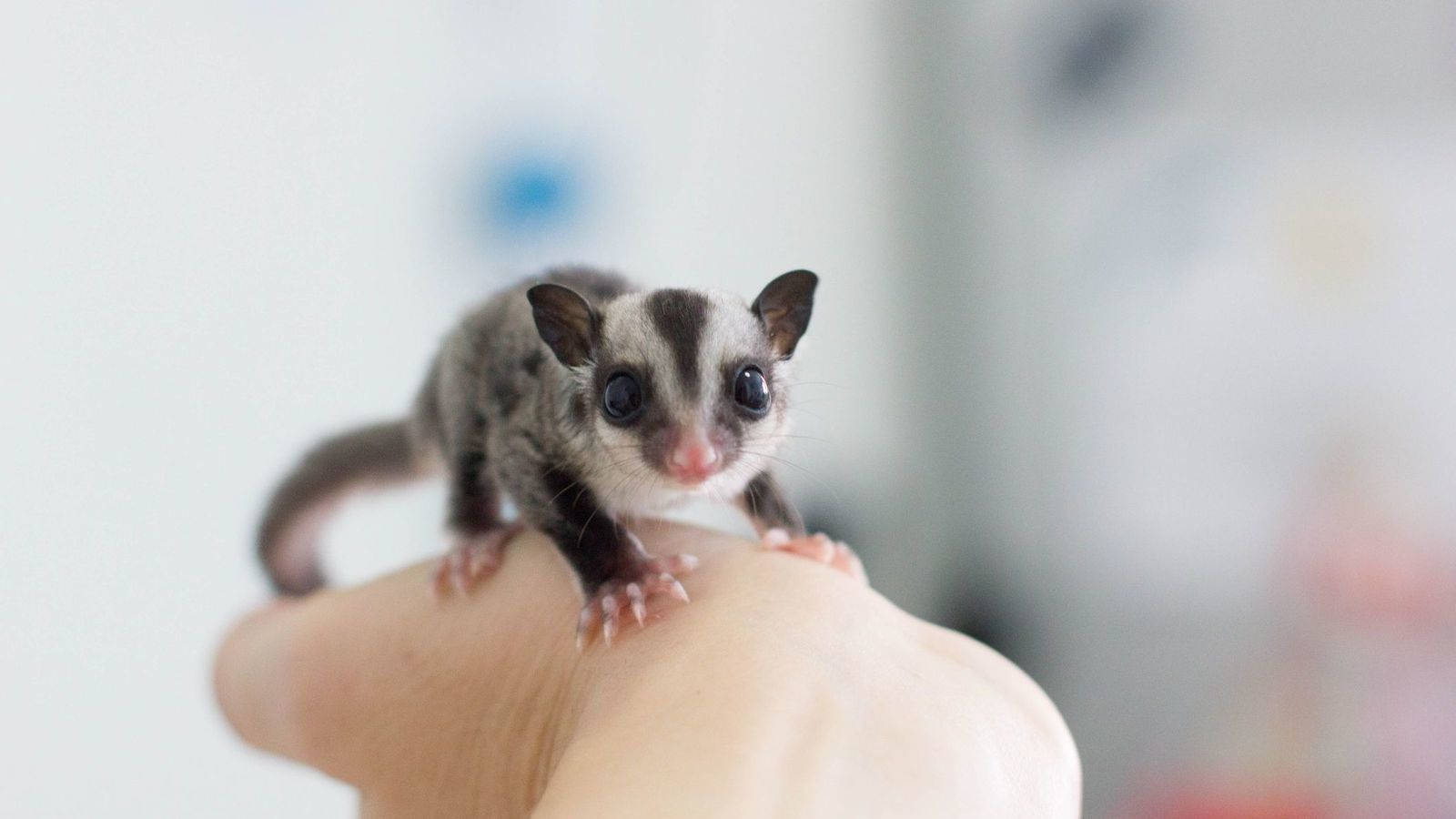 Tiny Baby Sugar Glider Wallpaper