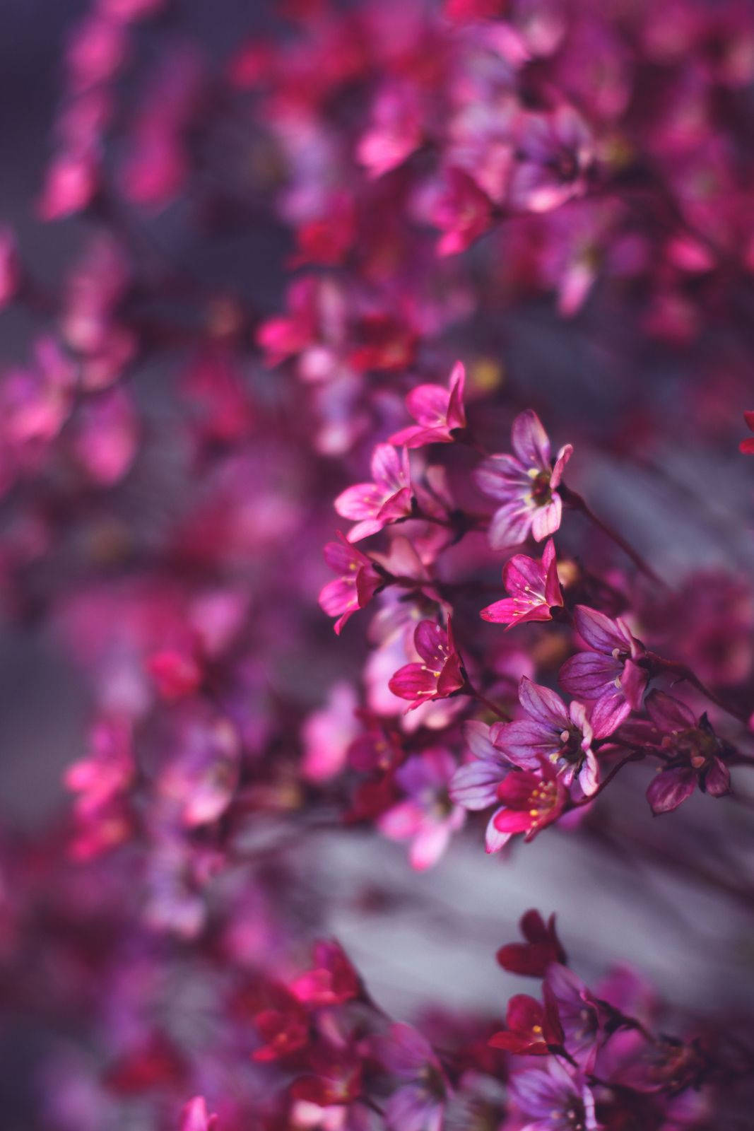 Tiny Pink Flowers Wallpaper