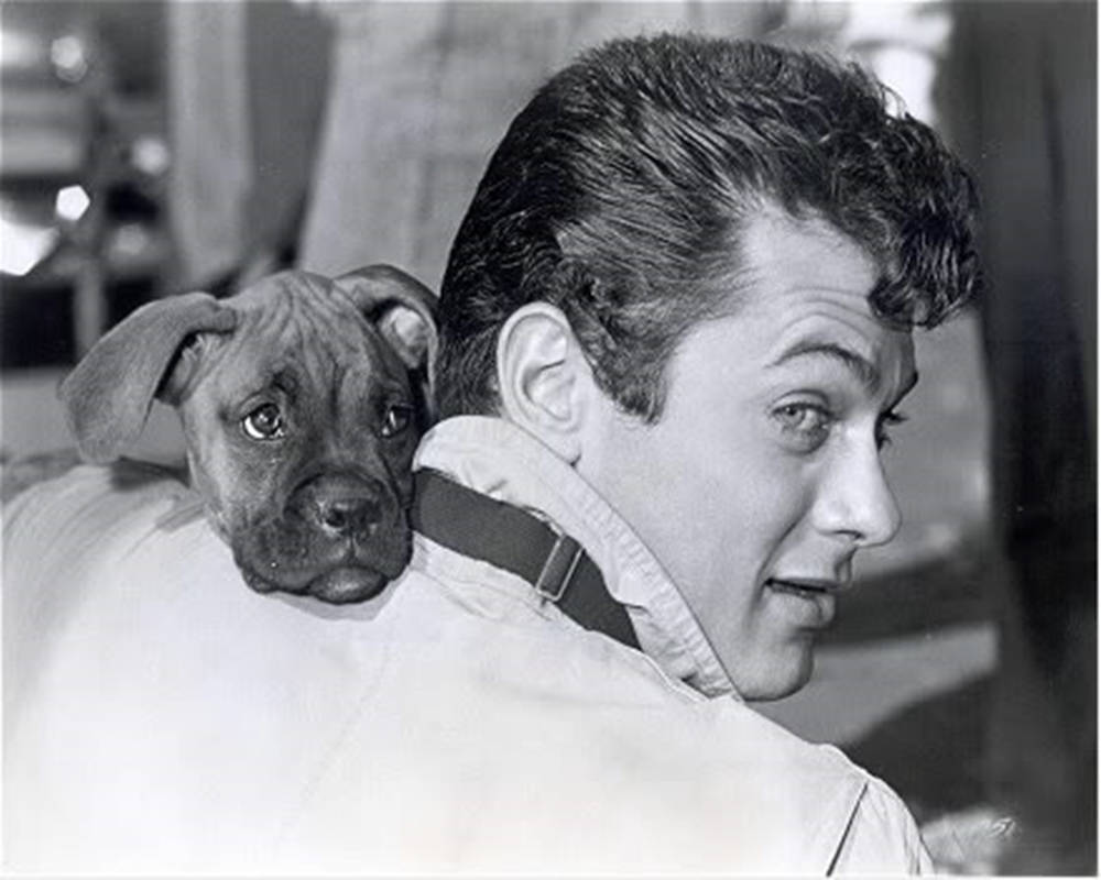 Tony Curtis Dog Wallpaper