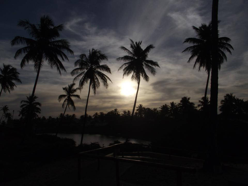 Topical Beach Silhouette Palm Trees Wallpaper