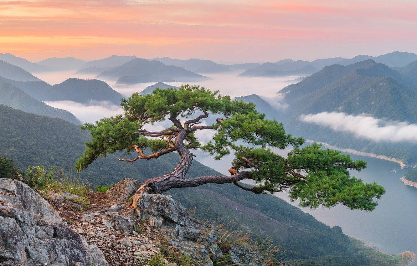 Tree At Bukhansan Park, Korea Wallpaper