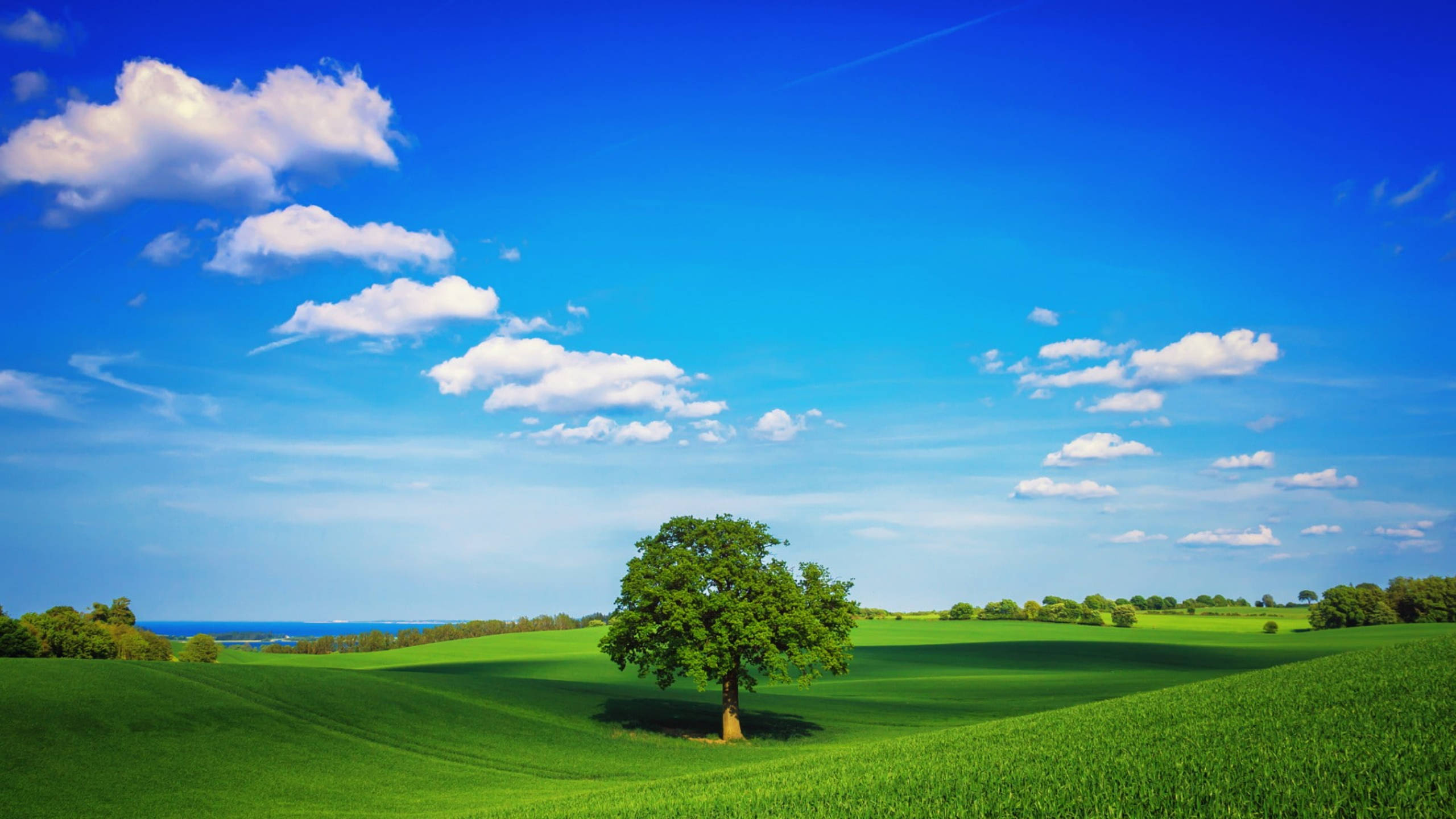 Tree In Field Professional Desktop Wallpaper