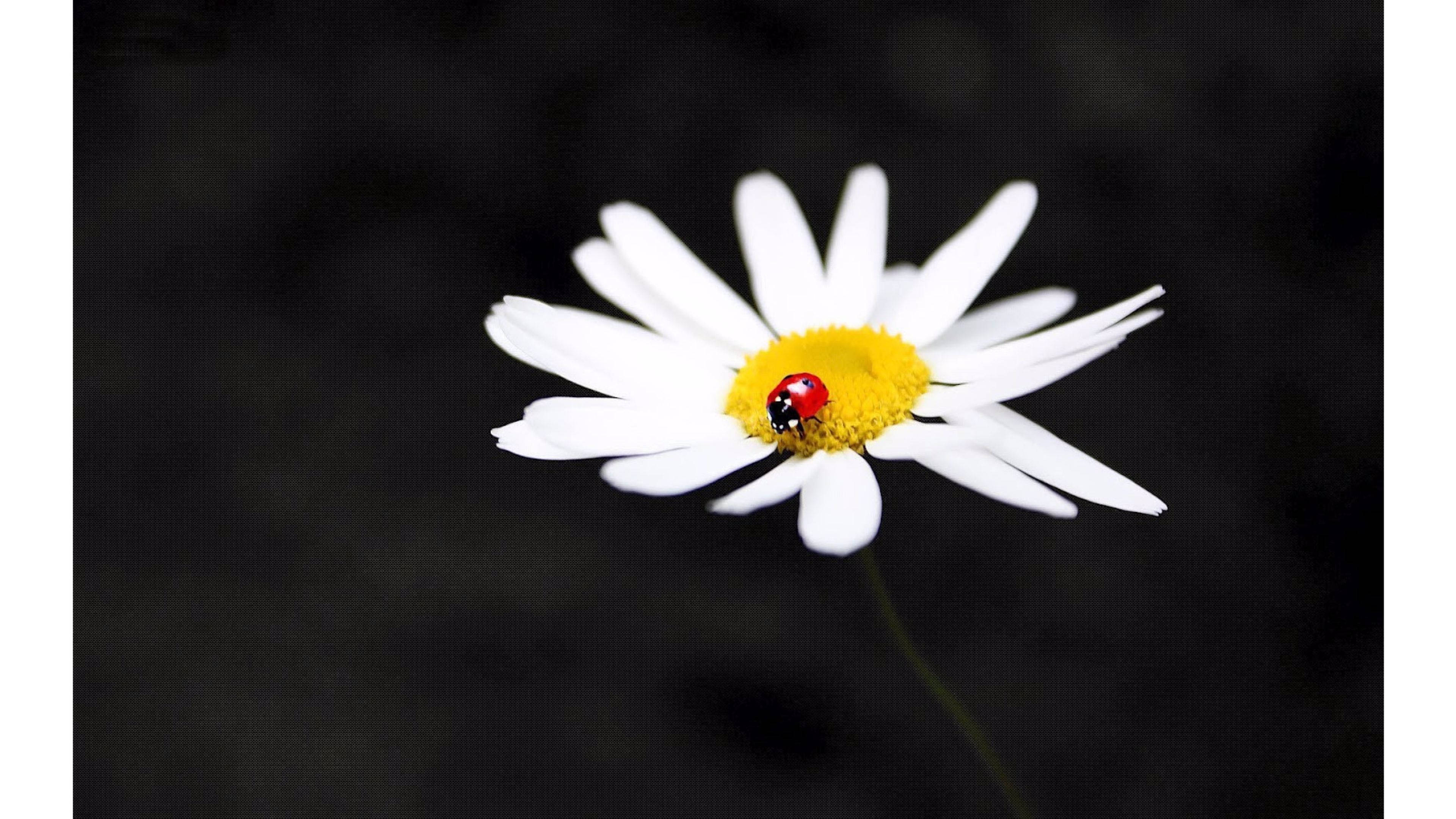 Trending White Petaled Daisy Flower Wallpaper