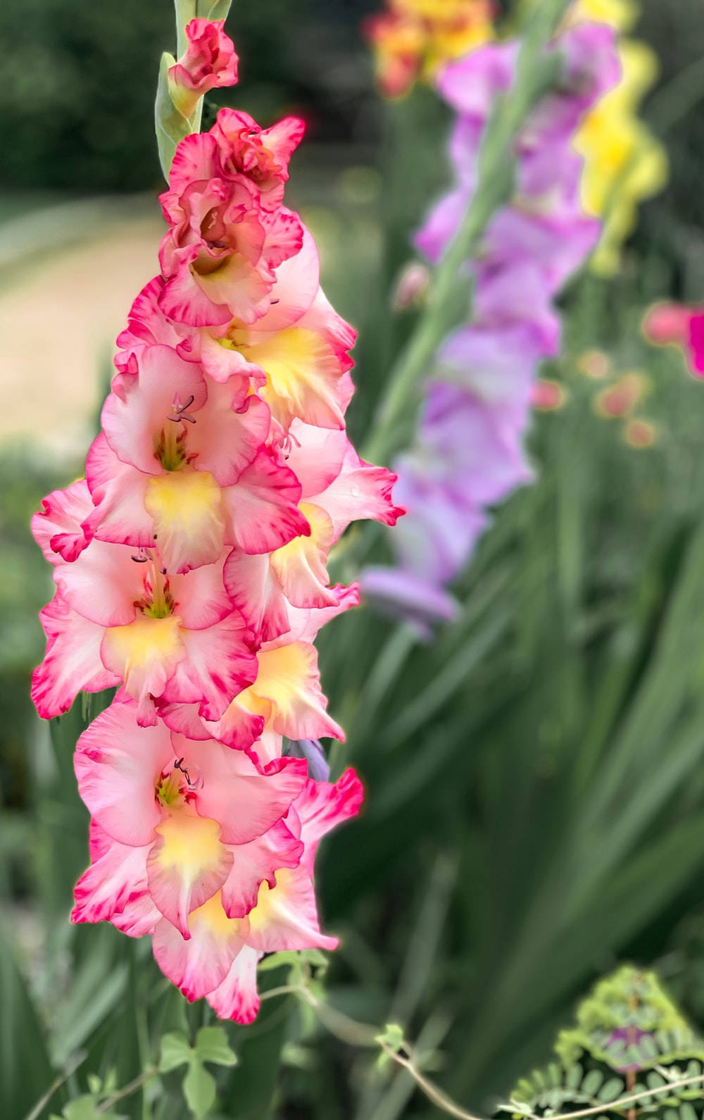 Tri-colored Gladiolus Flower Wallpaper