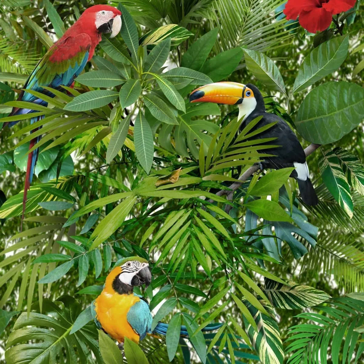 Tropical Birds Paradise Wallpaper