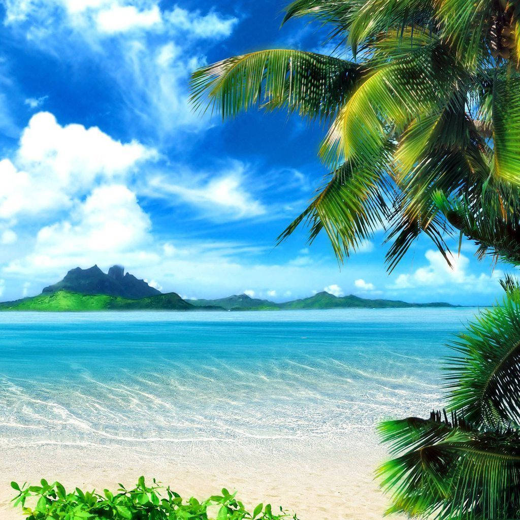 Tropical Coast Ipad Mini Wallpaper