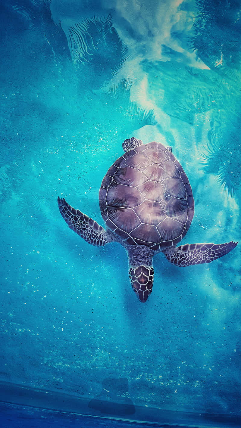 Turtle Bird's View Iphone Hd Wallpaper