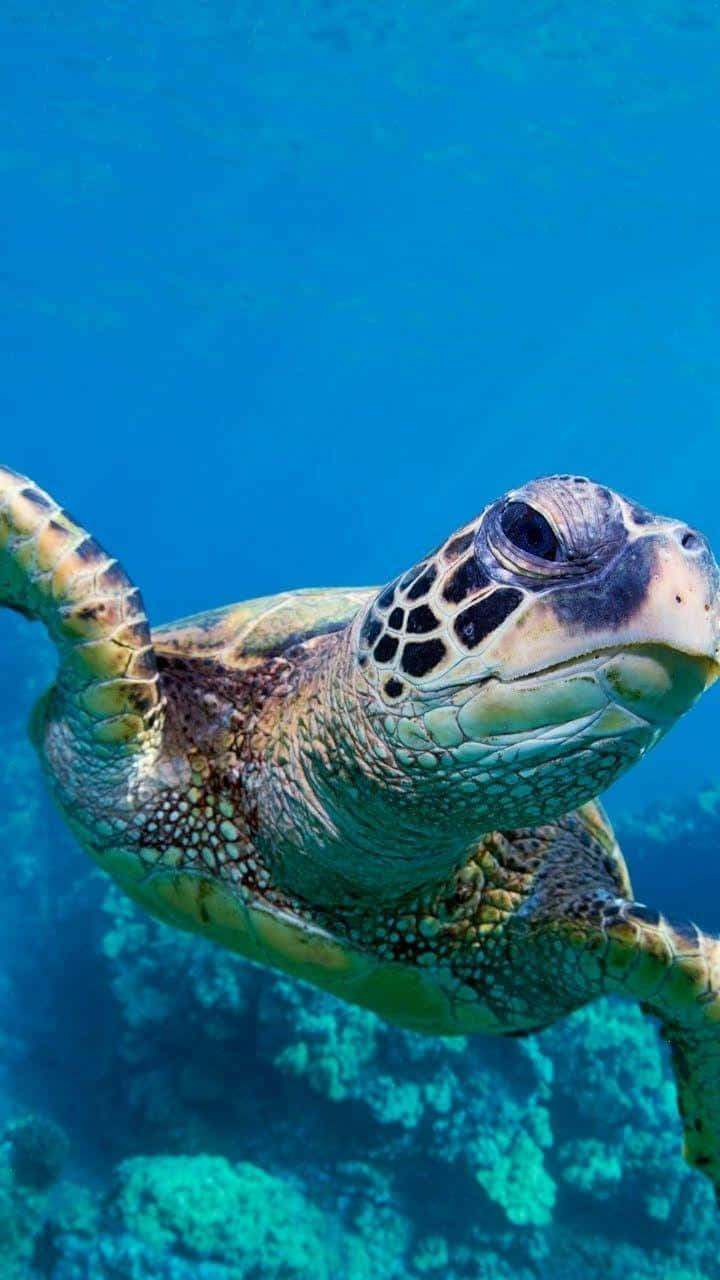 Turtle Sideways Iphone Hd Wallpaper