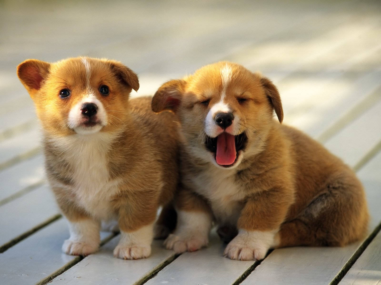 Twin Puppies Picture Wallpaper