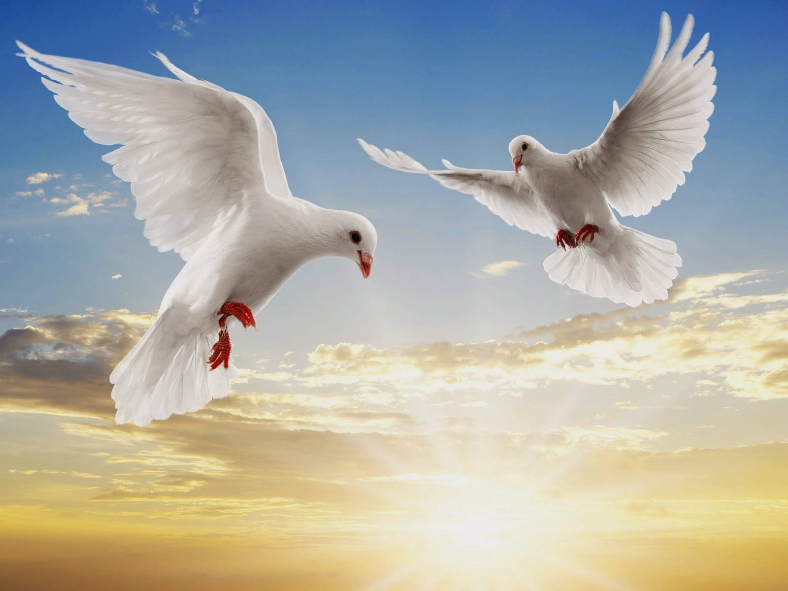 Two Dove Birds Flying Wallpaper