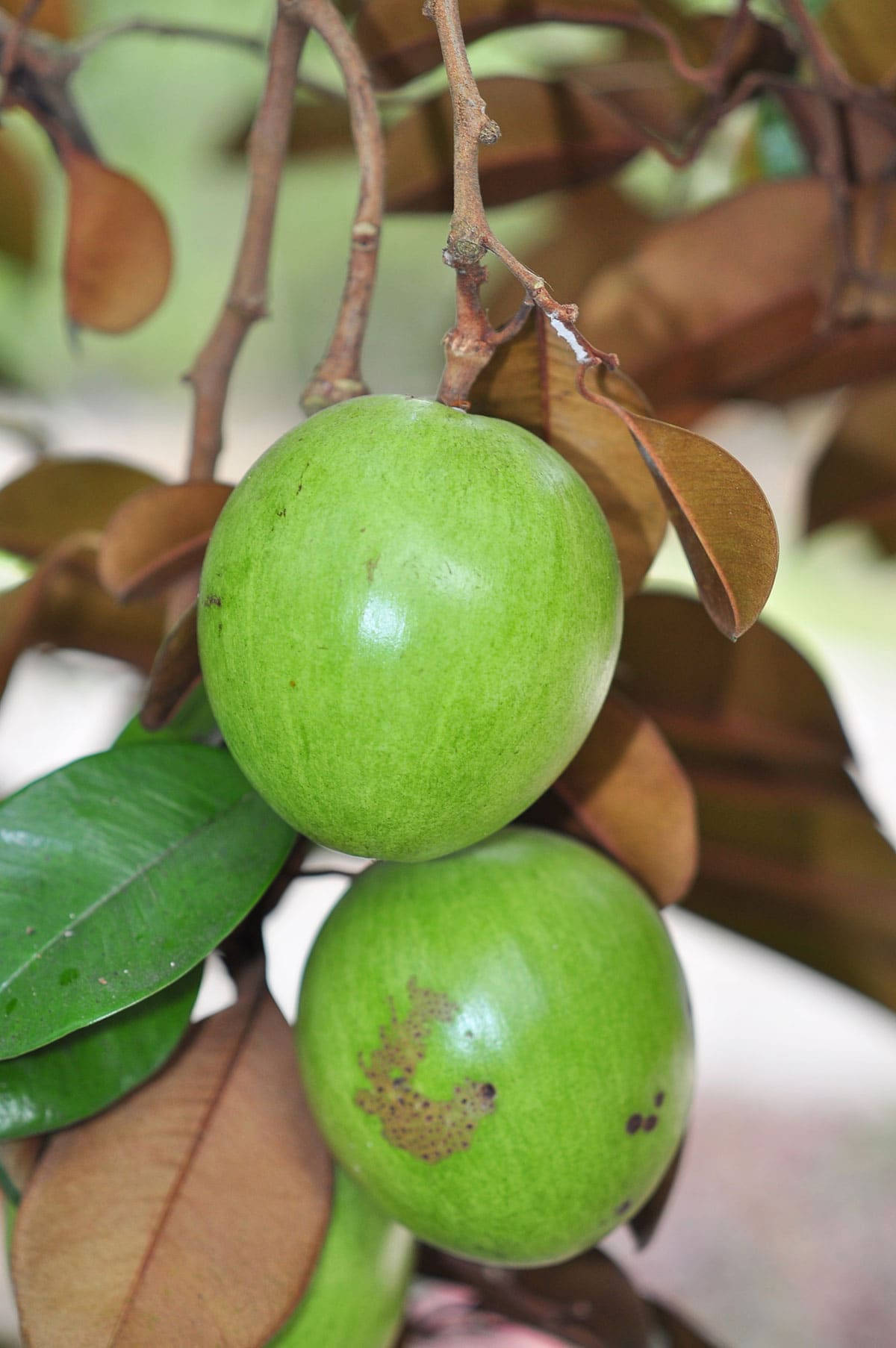 Two Hanging Green Star Apple Wallpaper