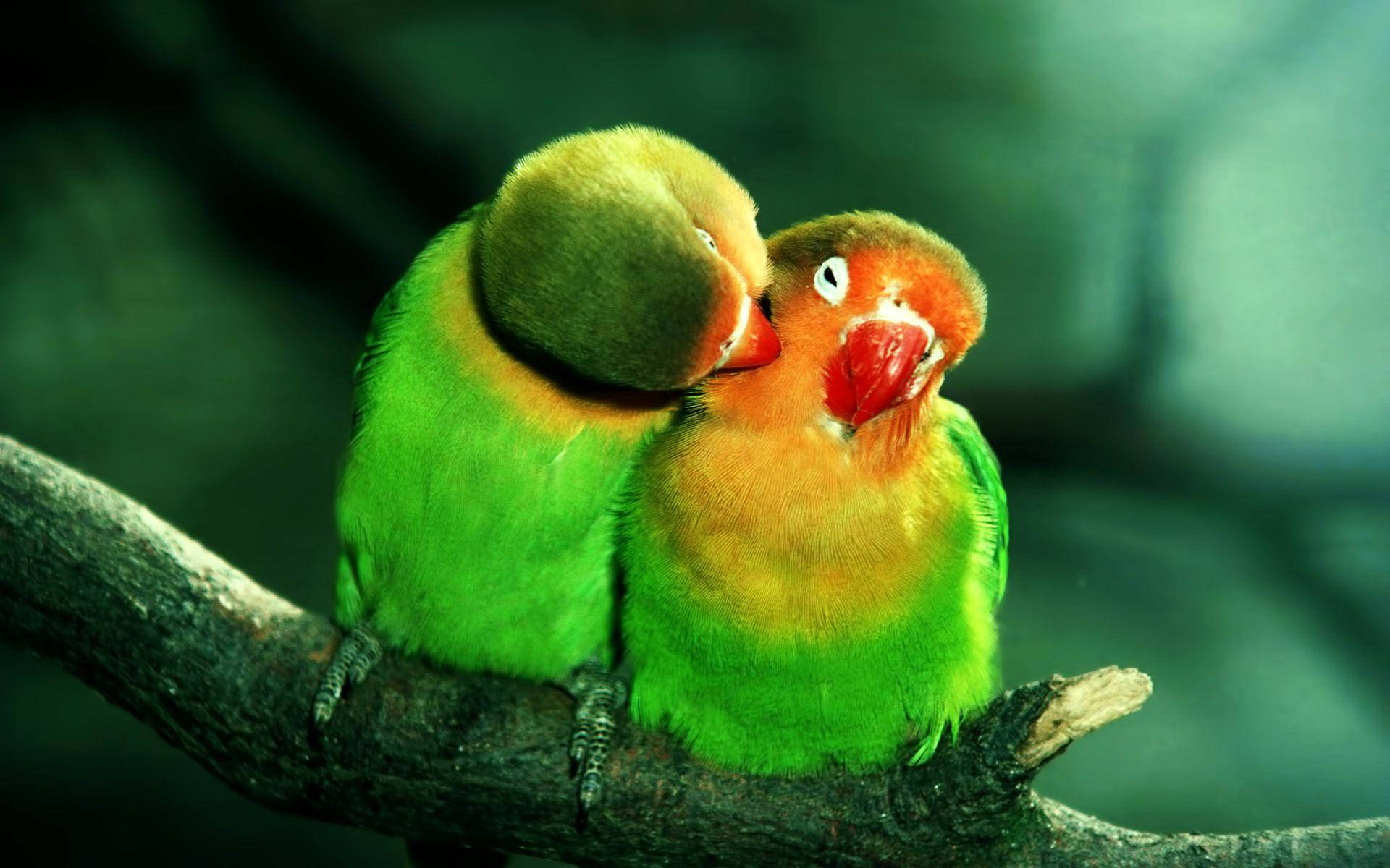 Two Lovebird Parrots Preening Wallpaper