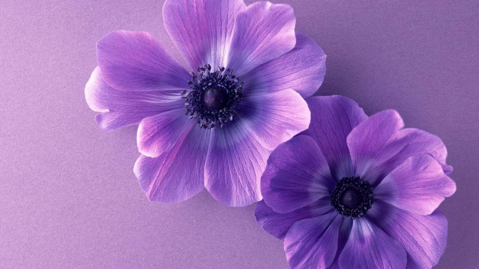 Two Pieces Violets Purple Flowers Wallpaper