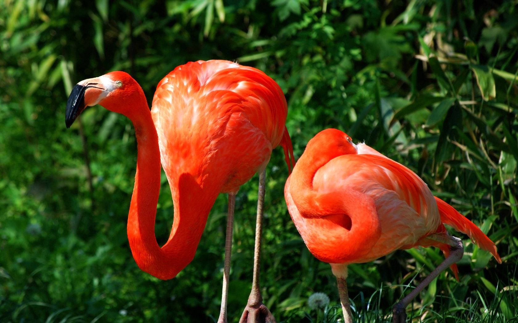 Two Pink Flamingos Stand Among Lush Green Foliage. Wallpaper