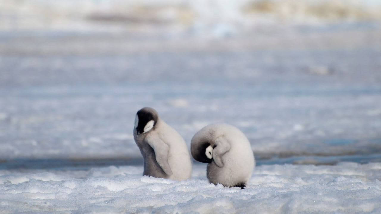 Two Sleepy Baby Penguins Wallpaper