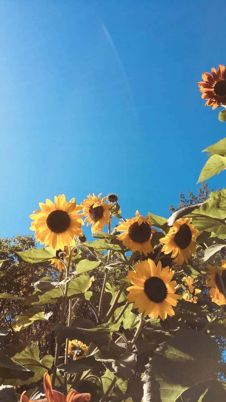 Under The Sun Sunflower Yellow Tumblr Aesthetic Wallpaper