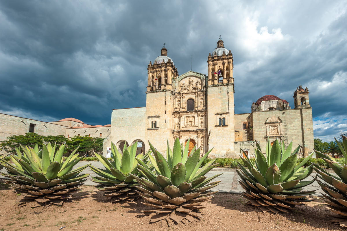 Unique Shrubs In Oaxaca Wallpaper