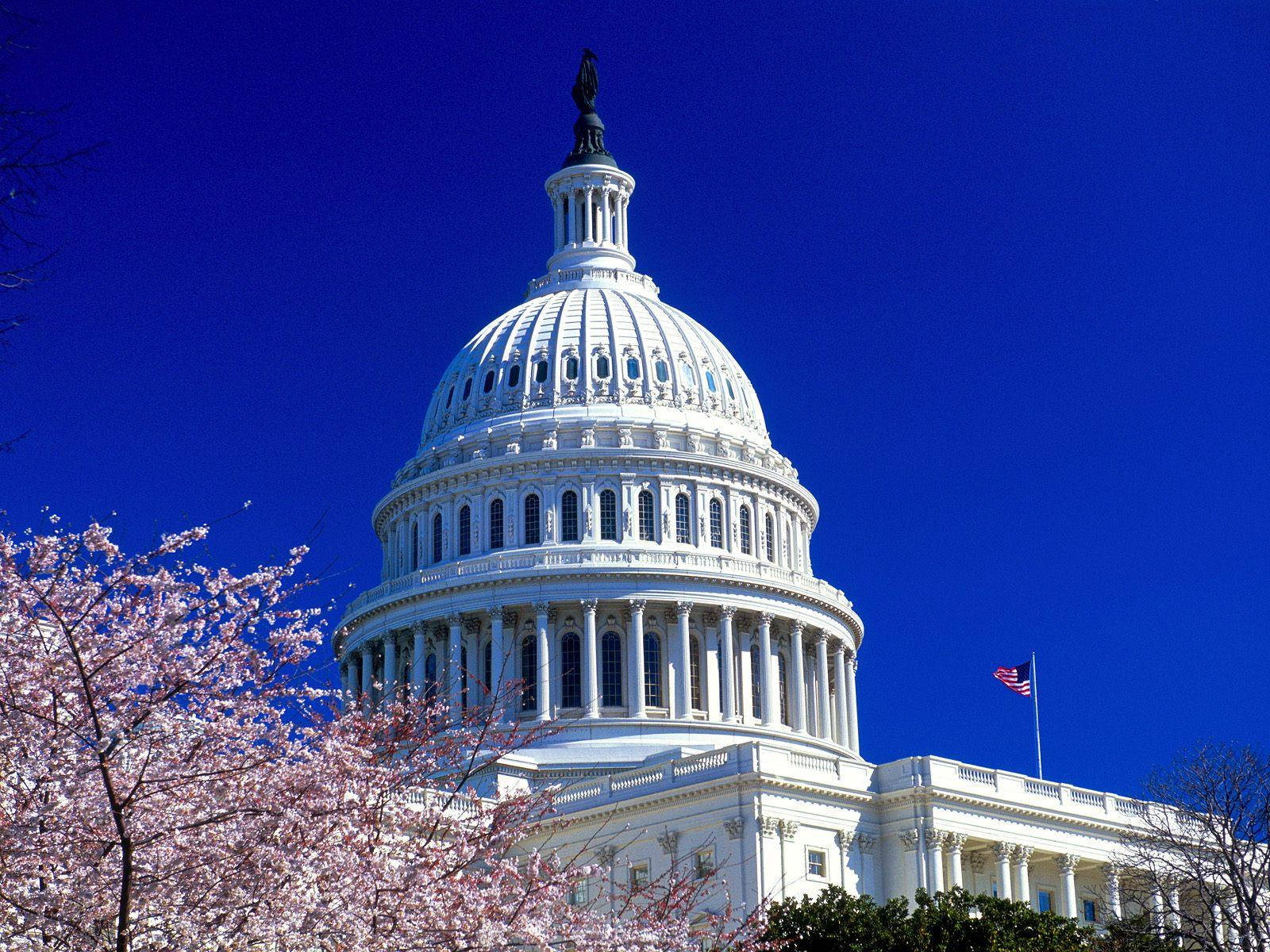 United States Capitol Veiled By Cherry Blossoms Wallpaper