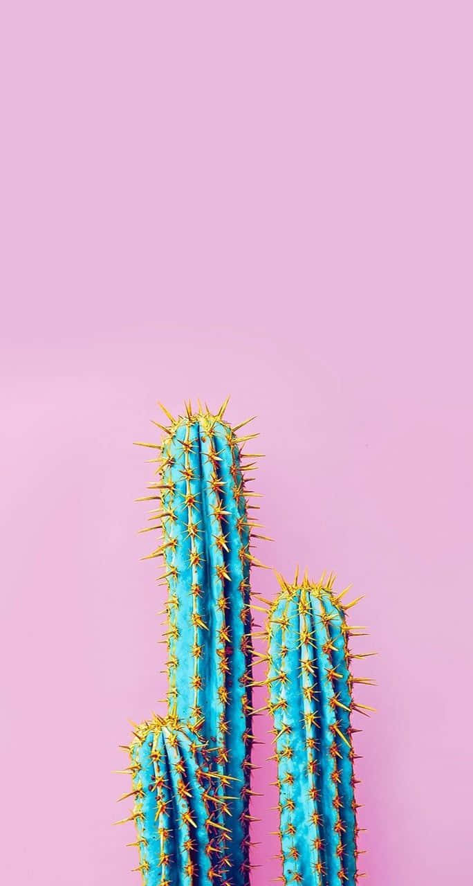 Unleashing Natural Aesthetics: Exquisite Cactus In Full Bloom Wallpaper