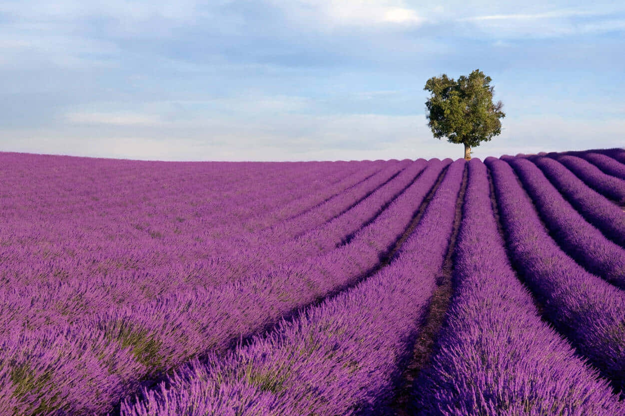 Upgrade Your Laptop Aesthetic With A Hint Of Lavender Wallpaper