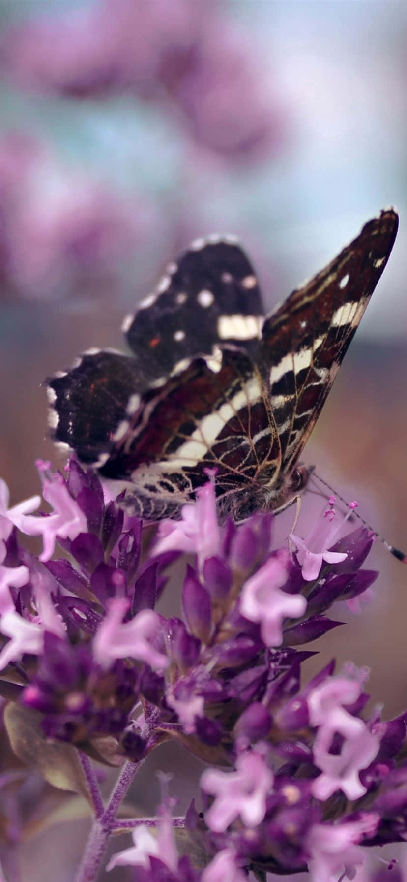 Upgrade Your Outfit With A Purple Butterfly Iphone Wallpaper