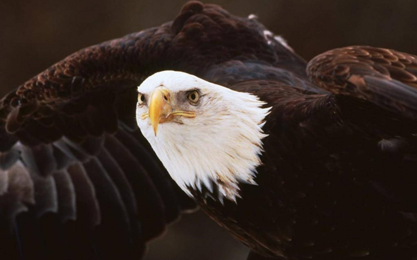 Us Eagle Fierce Look Wallpaper