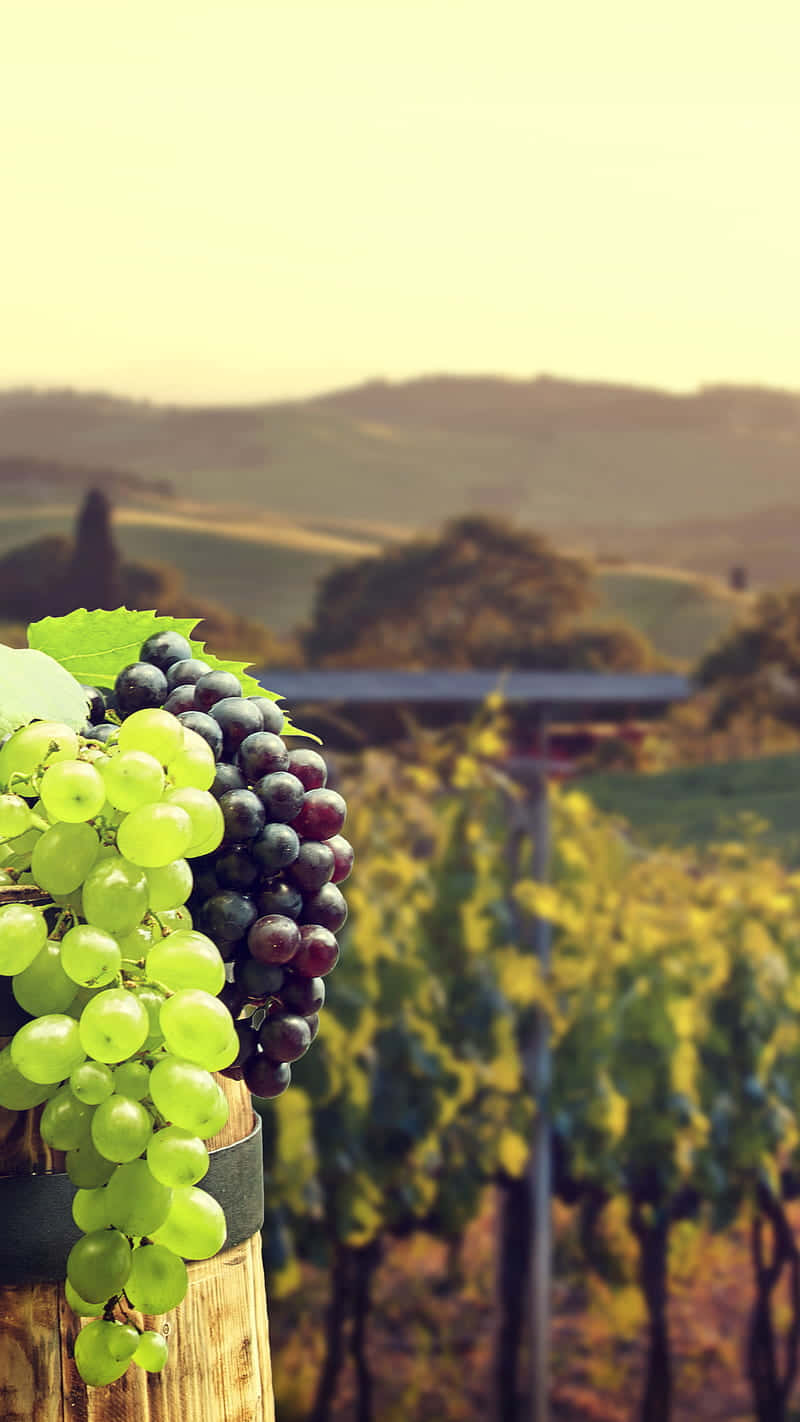 Variety Of Grape In Vineyard Wallpaper