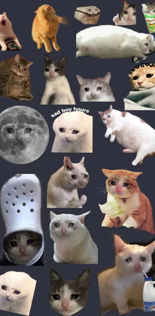 Varietyof Sad Cats Collage Wallpaper