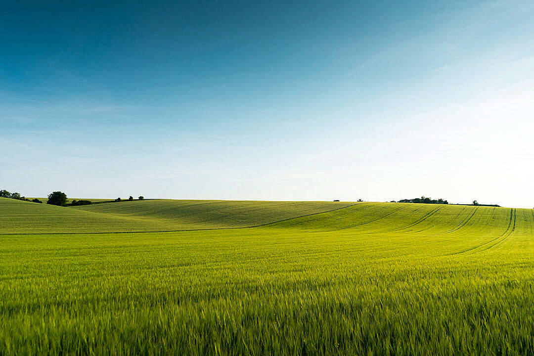 Vast Grass Field Nature Scenery Wallpaper