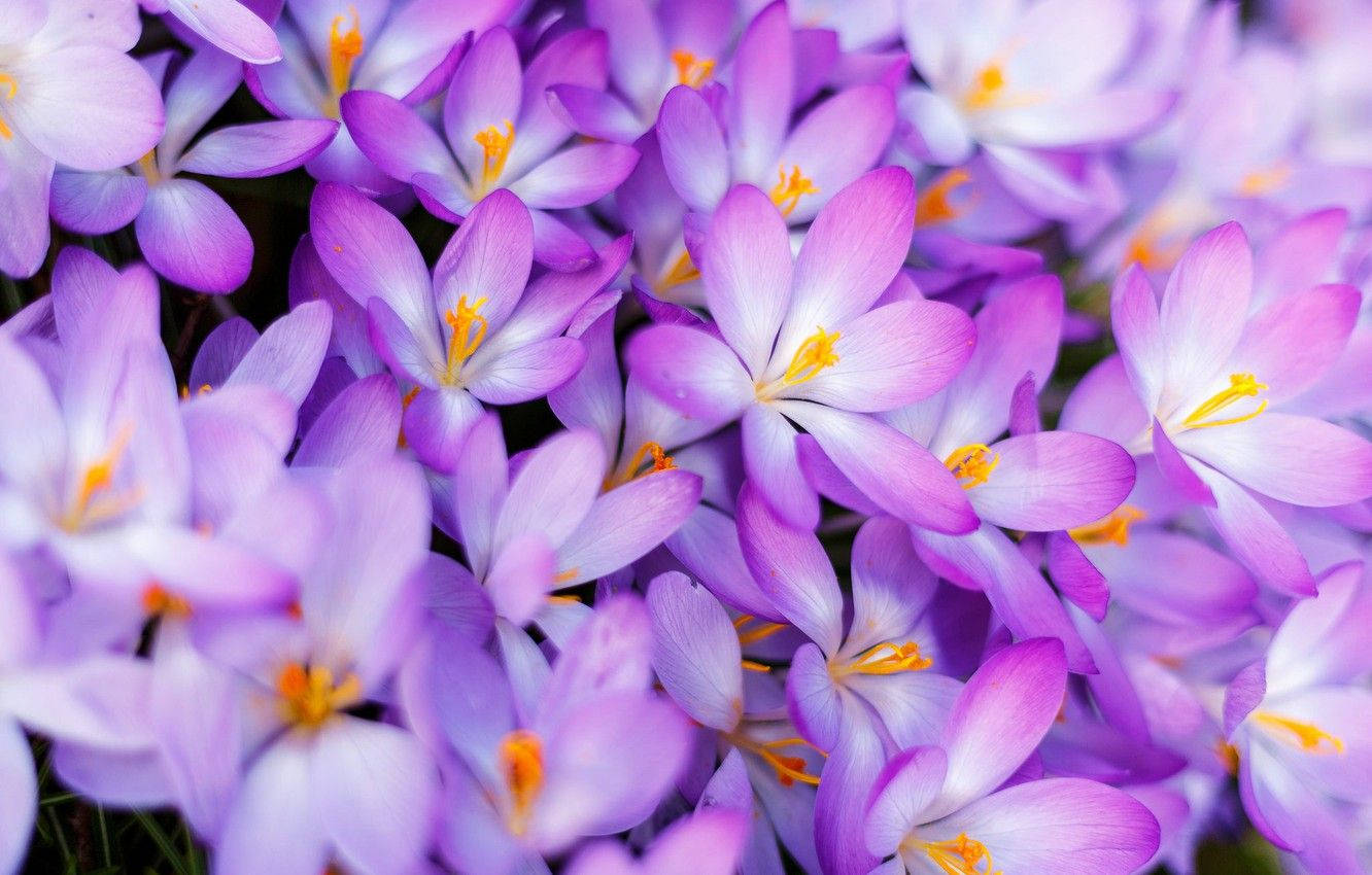 Vast Landscape Of Blooming Saffron Crocus Wallpaper