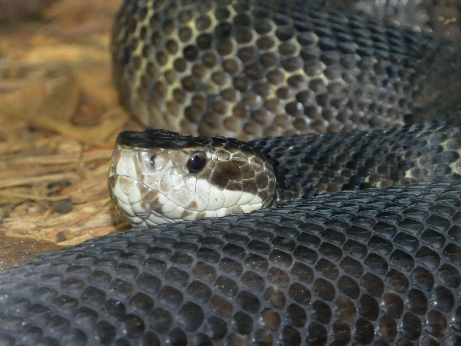 Venomous Cottonmouth Close Up Wallpaper