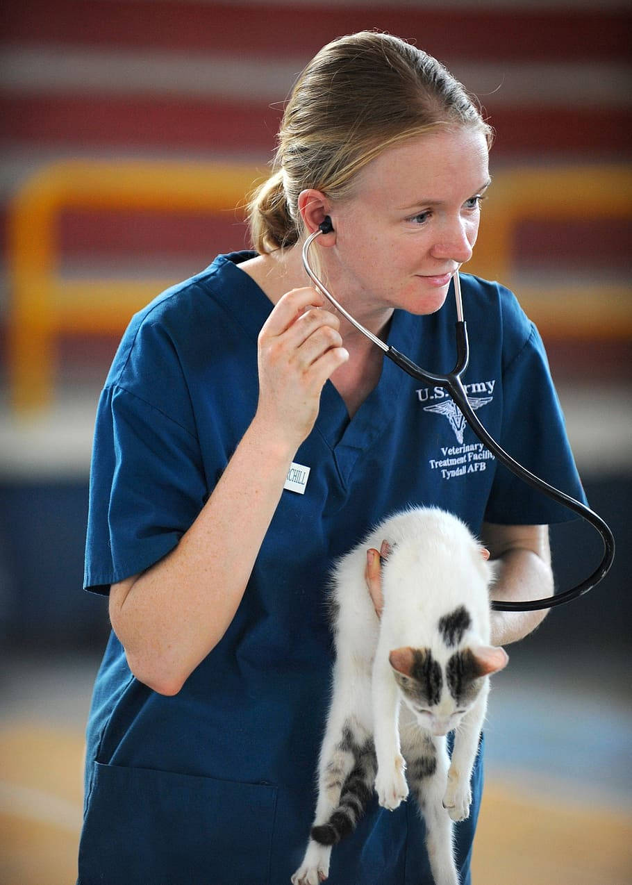 Veterinarian Checking White Cat Wallpaper