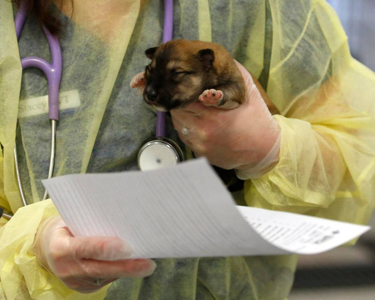 Veterinarian Holding Cute Puppy Wallpaper