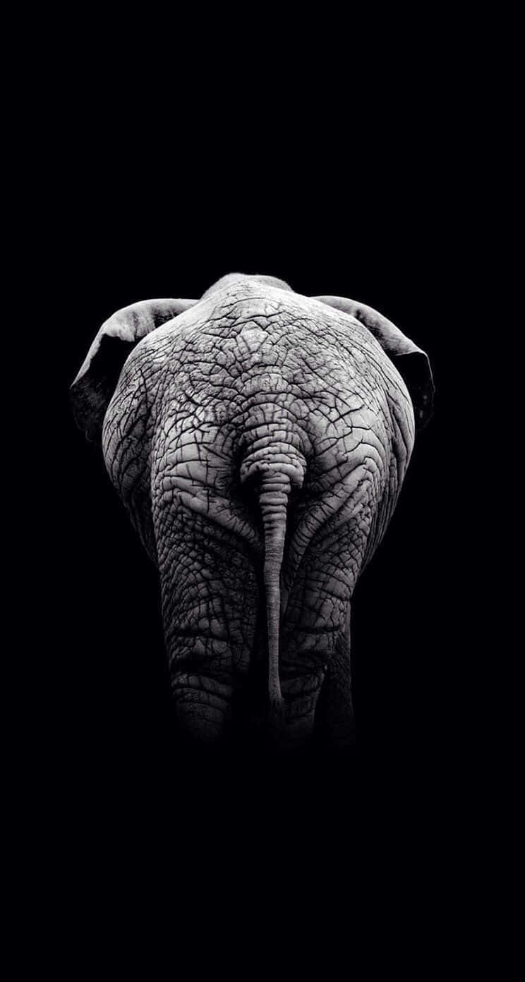 Vibrant African Motif On Iphone Wallpaper