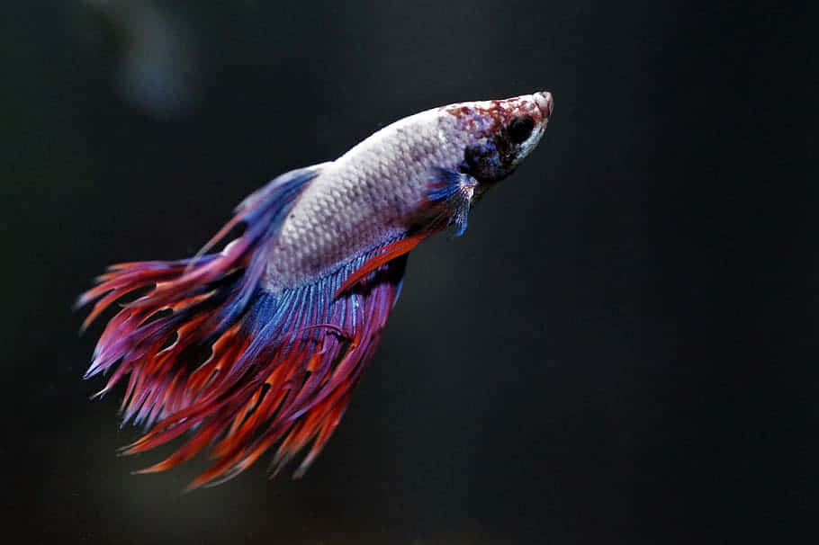 Vibrant Betta Fish Swimming Wallpaper