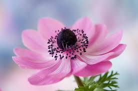 Vibrant Bloom Of Anemone Flower Wallpaper